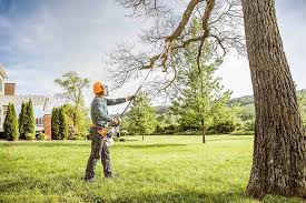 How Our Tree Care Process Works  in  Munsons Corners, NY